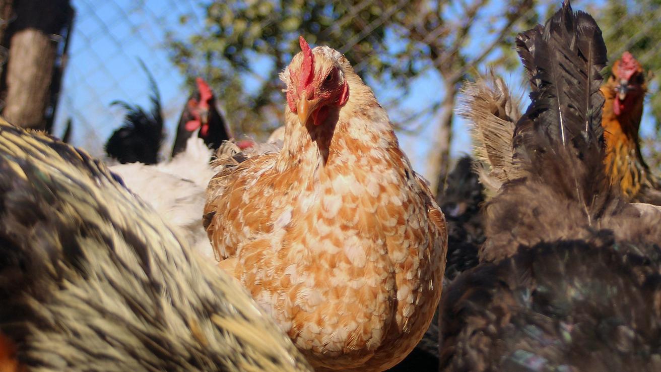 Confirman primer caso de influenza aviar en gallinas de traspatio en Negrete: Un centenar de aves murieron