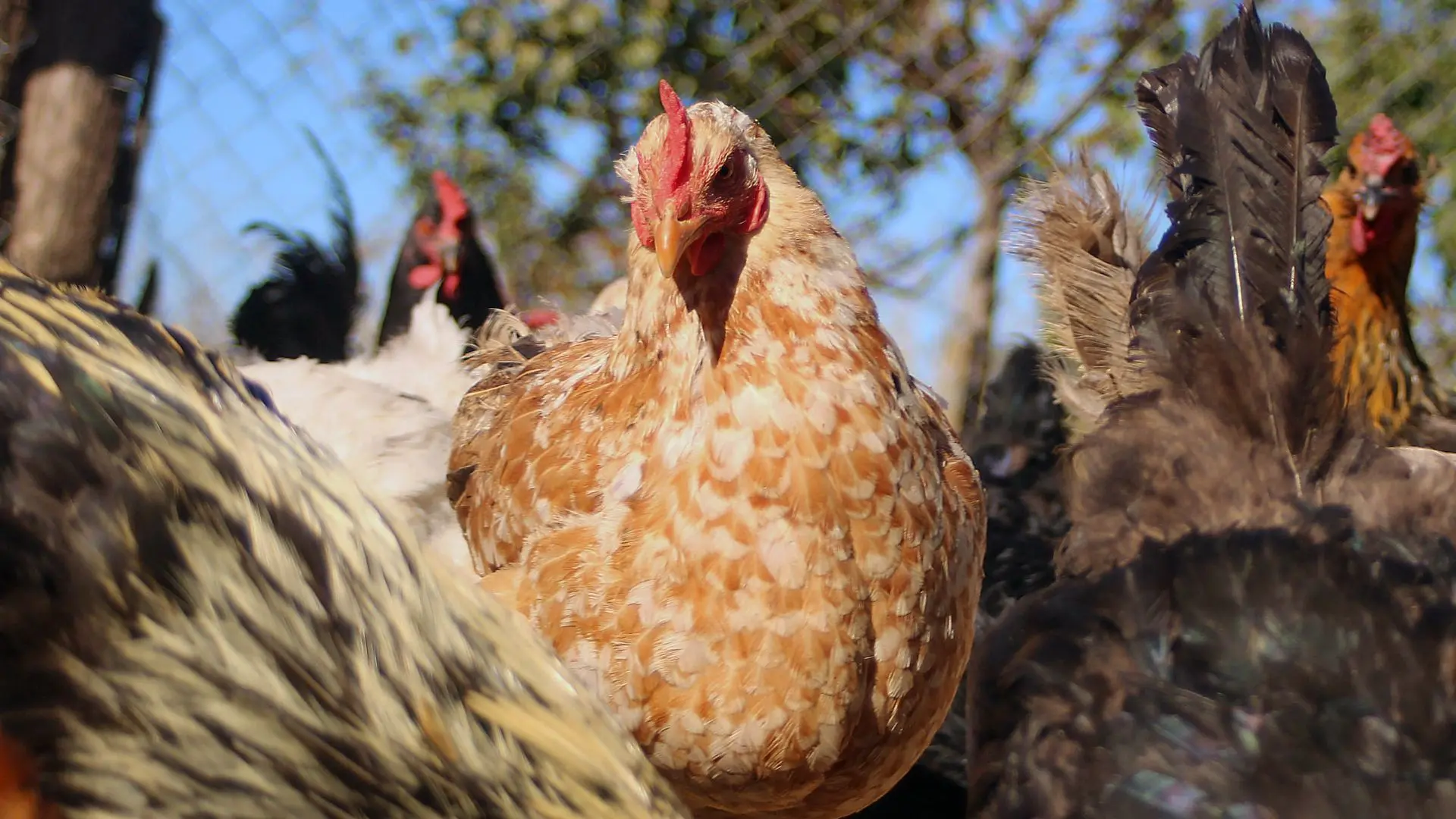 Confirman primer caso de influenza aviar en gallinas de traspatio en Negrete: Un centenar de aves murieron