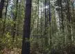 Forestal Arauco evalúa vender bosques chilenos para financiar la planta Sucuriú en Brasil: Tiene 1 millón de hectáreas en Chile