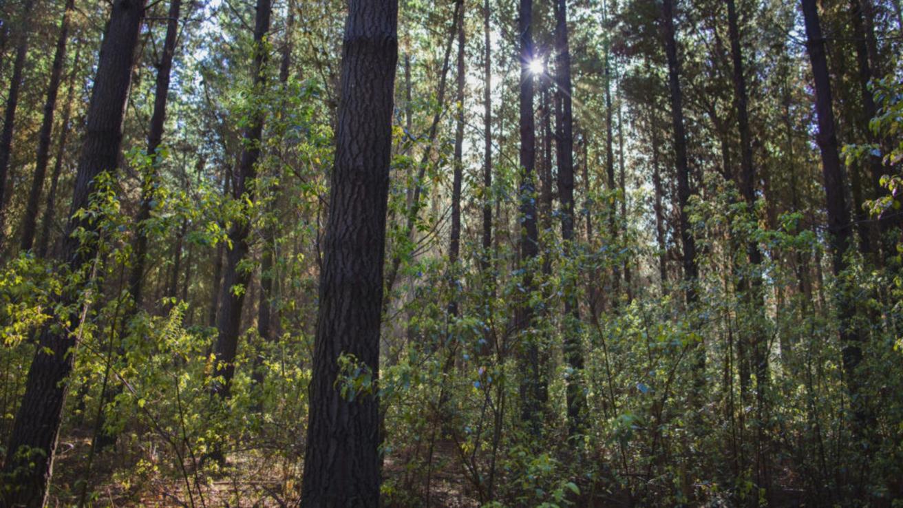 Forestal Arauco evalúa vender bosques chilenos para financiar la planta Sucuriú en Brasil: Tiene 1 millón de hectáreas en Chile