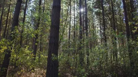 Forestal Arauco evalúa vender bosques chilenos para financiar la planta Sucuriú en Brasil: Tiene 1 millón de hectáreas en Chile
