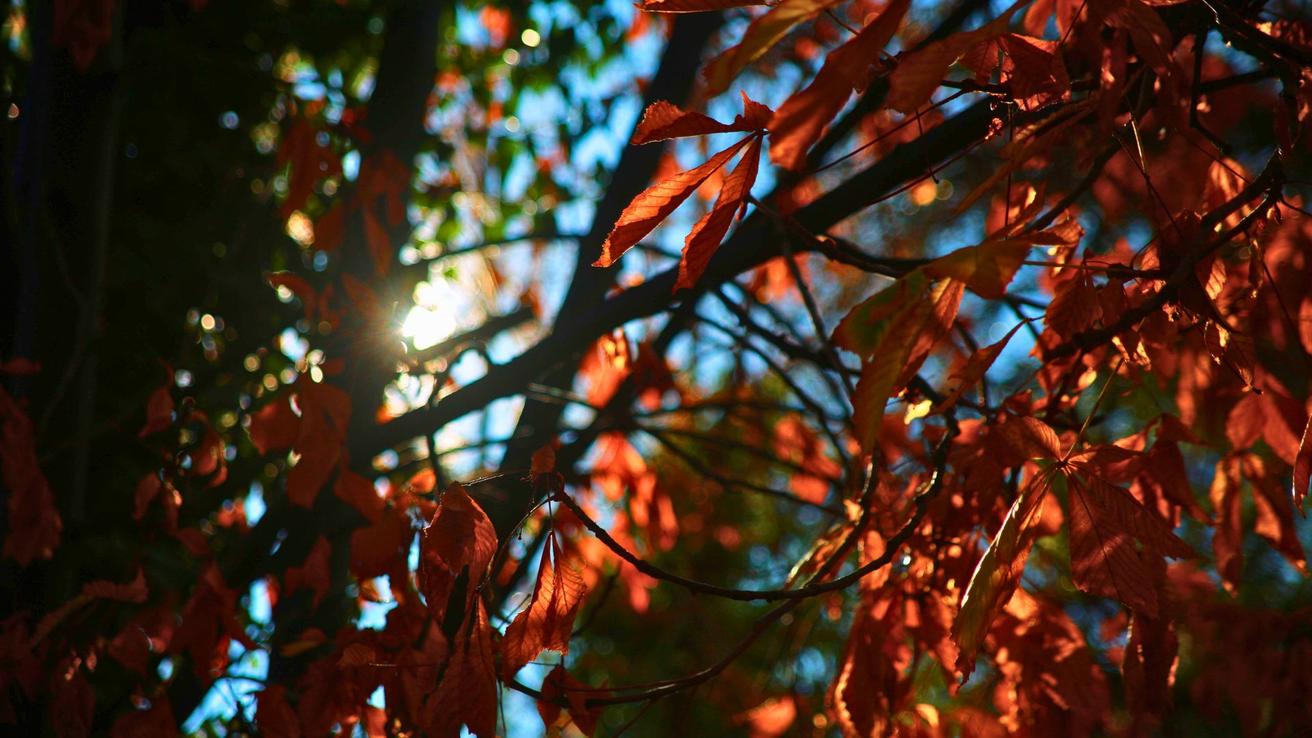 Previo a la lluvia: Concepción tendrá una jornada de “calor otoñal” este martes 26 de mayo