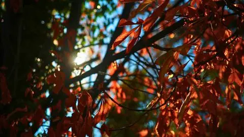 Previo a la lluvia: Concepción tendrá una jornada de “calor otoñal” este martes 26 de mayo