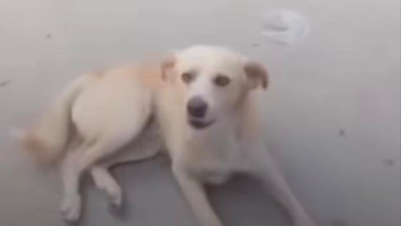 Video: perrito se encuentra con su dueño luego de años perdido