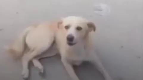 Video: perrito se encuentra con su dueño luego de años perdido
