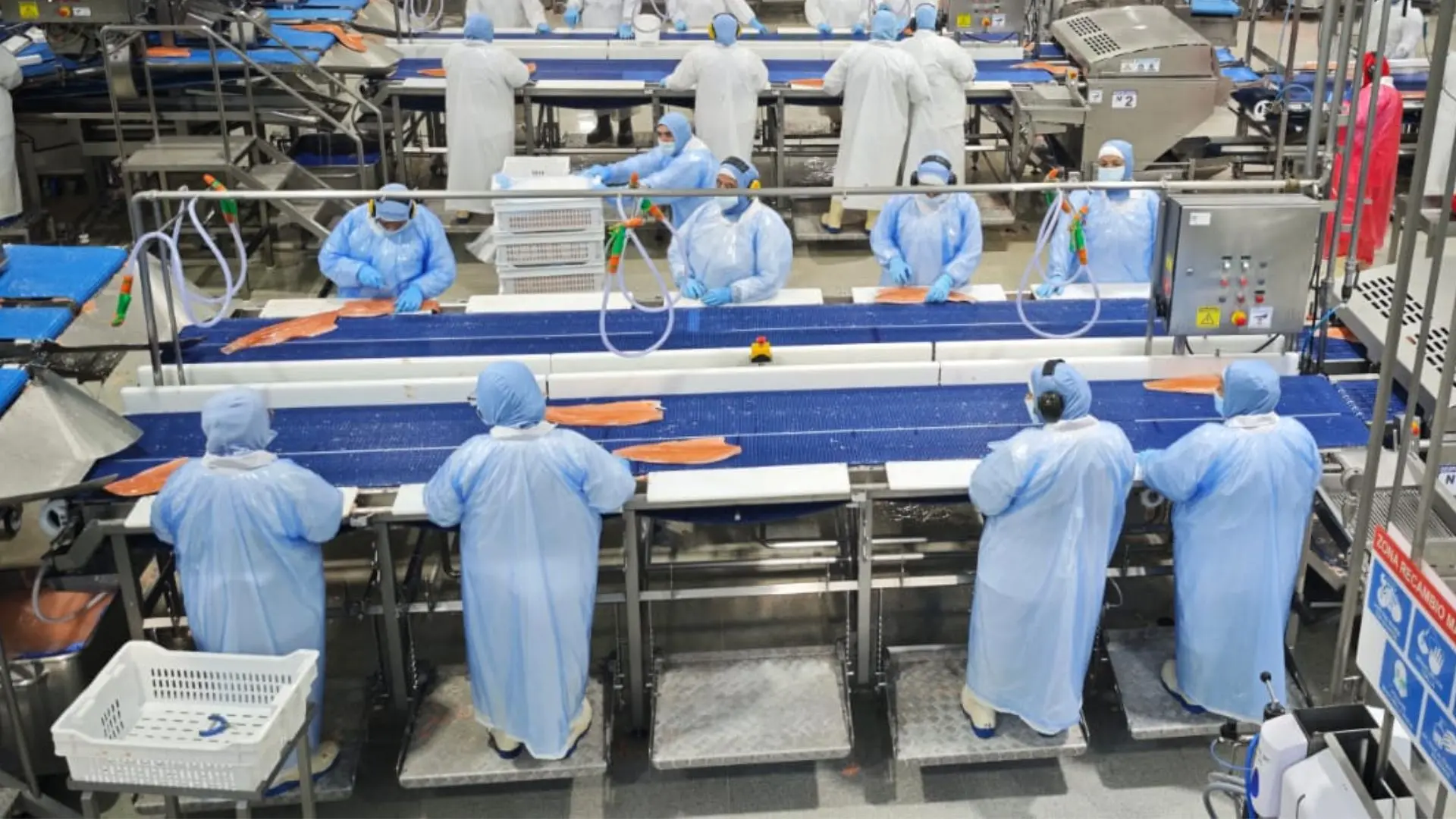 Camanchaca buscará ampliar producción de salmones en su planta de Tomé