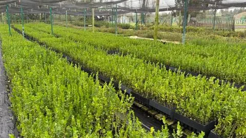Entregan 2.000 árboles nativos para espacios públicos del Gran Concepción