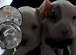 Detienen a hombre por maltrato animal: Realizaba amputaciones estéticas a perros en su hogar