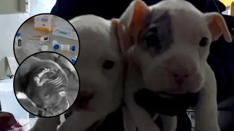 Detienen a hombre por maltrato animal: Realizaba amputaciones estéticas a perros en su hogar