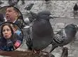 Hasta 5 UTM de multa por alimentar palomas: Municipalidad de Concepción llamó a denunciar estas conductas