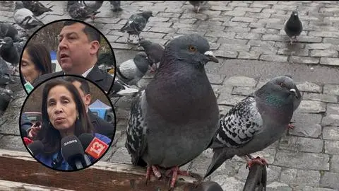 Hasta 5 UTM de multa por alimentar palomas: Municipalidad de Concepción llamó a denunciar estas conductas