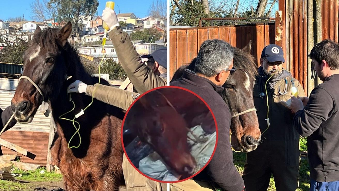 Indignación en Talcahuano por brutal agresión a un caballo: Municipio anunció acciones legales