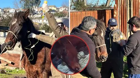 Indignación en Talcahuano por brutal agresión a un caballo: Municipio anunció acciones legales