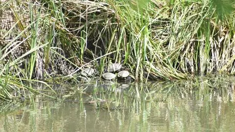 Tortugas de orejas rojas: Gran portadoras de salmonella