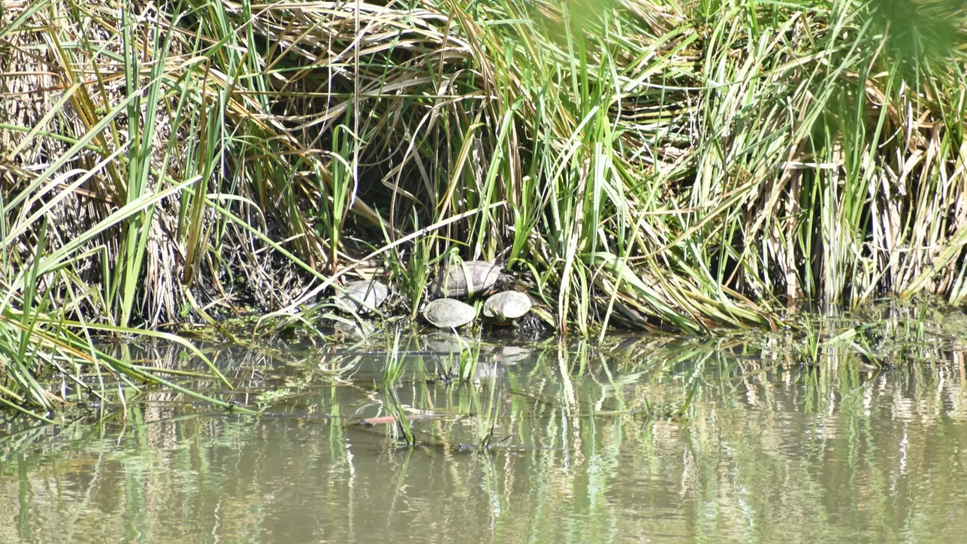Tortugas de orejas rojas: Gran portadoras de salmonella