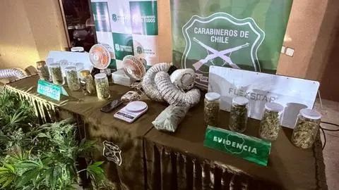 Operativo antidrogas en Santa Juana y Chiguayante deja 3 detenidos y más de 200 plantas incautadas
