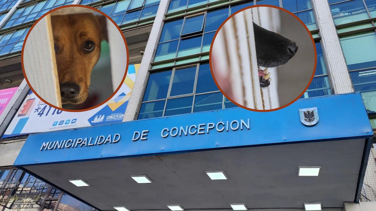 Por sacrificio de perritas comunitarias: Contraloría concluyó que Municipalidad de Concepción no siguió protocolo al realizar eutanasia