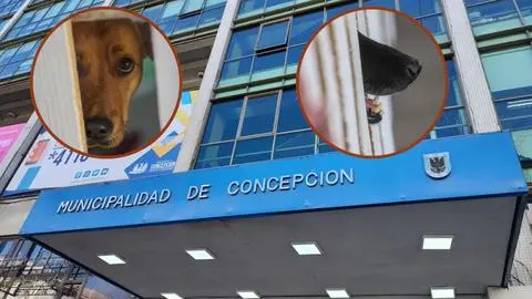 Por sacrificio de perritas comunitarias: Contraloría concluyó que Municipalidad de Concepción no siguió protocolo al realizar eutanasia