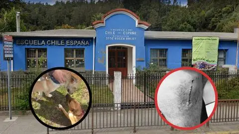 Polémica en Escuela Chile España de Concepción por ataque de perros a estudiante: Forman parte de un programa de canoterapia para apoyar a niños con TEA