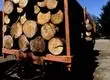 Cerca de 700 subcontratistas forestales fueron despedidos en el Biobío: Los posibles factores detrás de la crisis