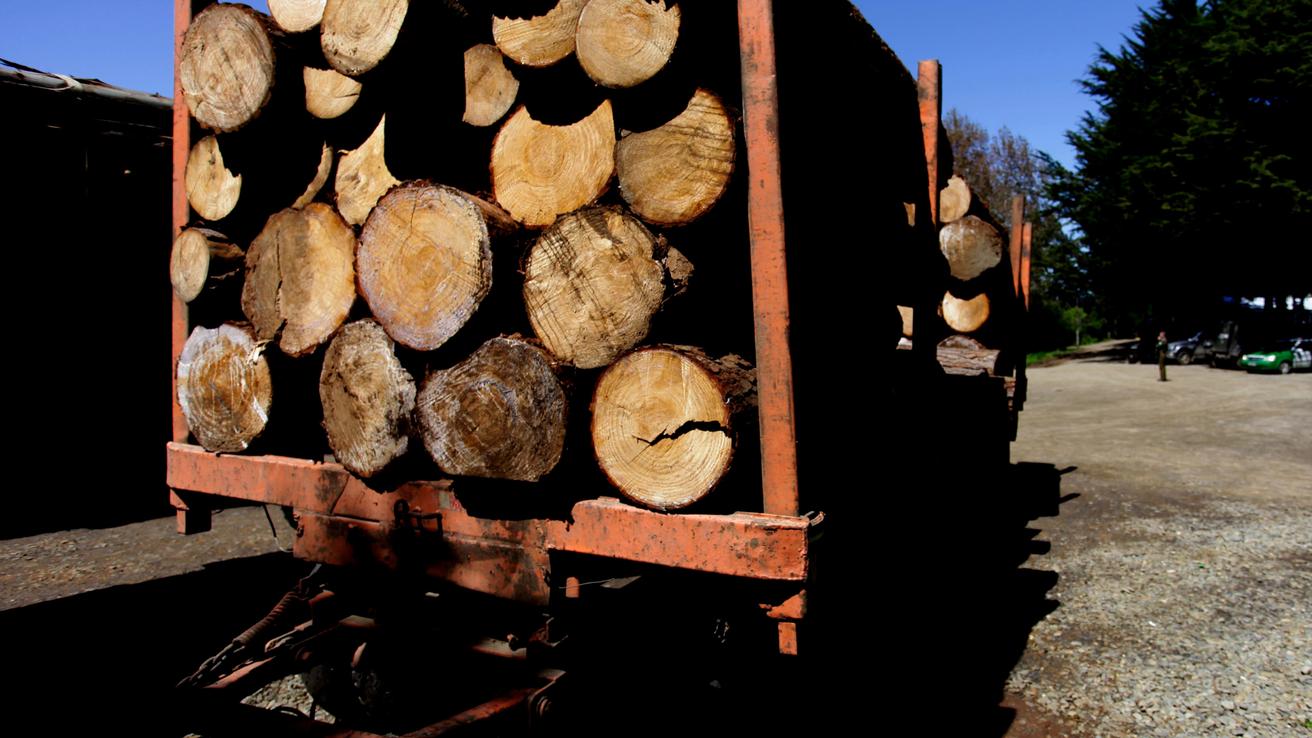 Cerca de 700 subcontratistas forestales fueron despedidos en el Biobío: Los posibles factores detrás de la crisis