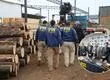 Megaoperativo en Ñuble acaba con 17 detenidos: desarticulan red criminal dedicada al robo de madera