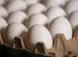 Revelan que las “gallinas felices” no existen: Es ilegal que las marcas lo utilicen