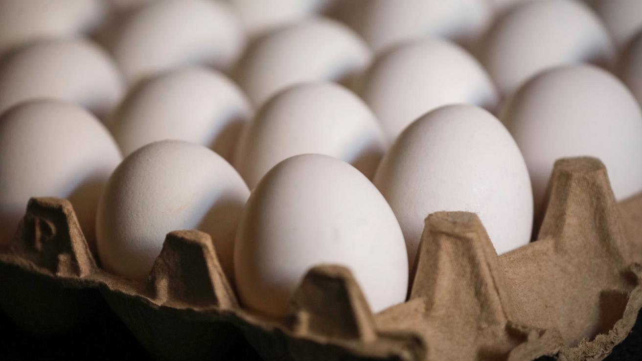 Revelan que las “gallinas felices” no existen: Es ilegal que las marcas lo utilicen