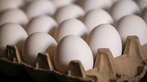 Imagen de Revelan que las "gallinas felices" no existen: Es ilegal que las marcas lo utilicen