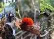 Coyan Fungi Fest: el mundo de los hongos llega a Parque Coyanmahuida con una experiencia gratuita para toda la familia