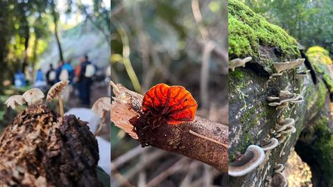 Coyan Fungi Fest: el mundo de los hongos llega a Parque Coyanmahuida con una experiencia gratuita para toda la familia