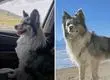 Indignación por el caso de Chutou: conocido perrito influencer fue robado, vendido y consumido en un restaurante