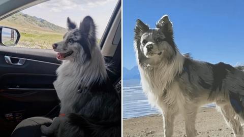 Indignación por el caso de Chutou: conocido perrito influencer fue robado, vendido y consumido en un restaurante