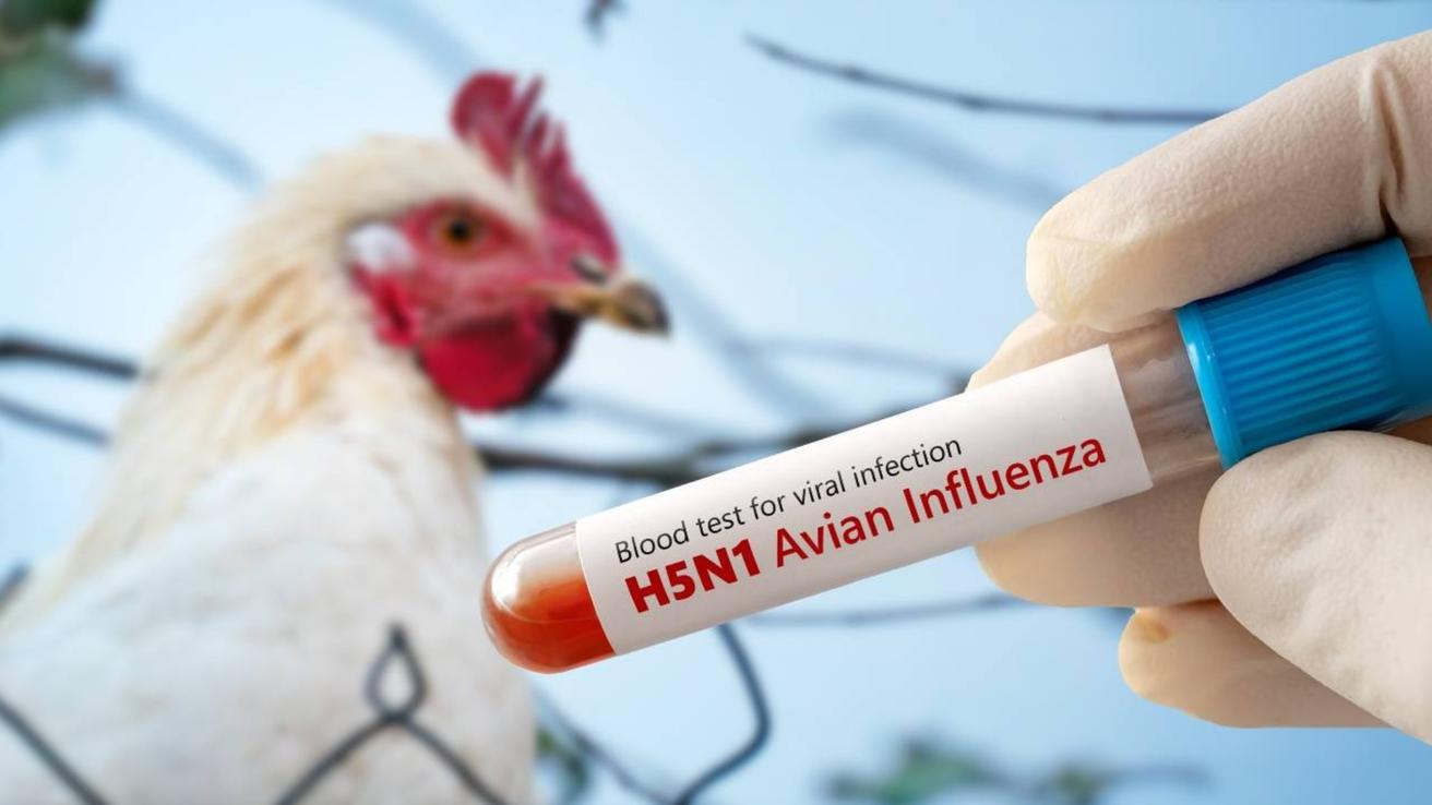 Confirman primer caso de gripe aviar en Arica: ya son 11 las regiones de Chile con presencia del virus