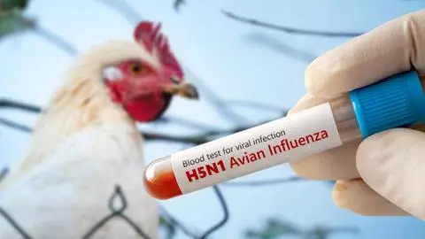 Confirman primer caso de gripe aviar en Arica: ya son 11 las regiones de Chile con presencia del virus