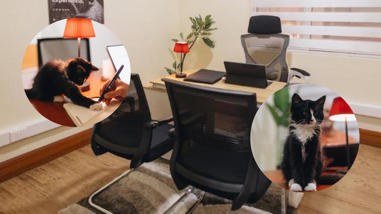 Conoce Workcat Cowork, el novedoso espacio que revoluciona el trabajo en el centro de Concepción