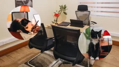 Conoce Workcat Cowork, el novedoso espacio que revoluciona el trabajo en el centro de Concepción