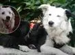 Conoce a Tsunami: el perro maltratado que hoy salva vidas tras los terremotos de Venezuela