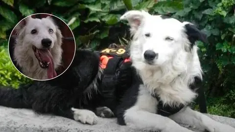 Conoce a Tsunami: el perro maltratado que hoy salva vidas tras los terremotos de Venezuela