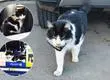 Conoce a Bac, el gato que “atiende” a los clientes en Construmart de Talcahuano