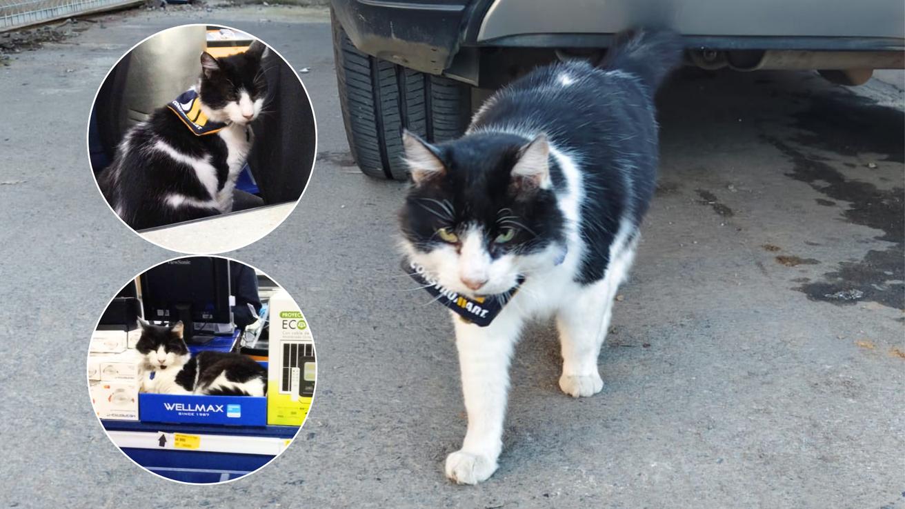 Conoce a Bac, el gato que “atiende” a los clientes en Construmart de Talcahuano