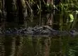 Una mujer muere tras un ataque de caimán mientras nadaba en un río de Florida en Estados Unidos