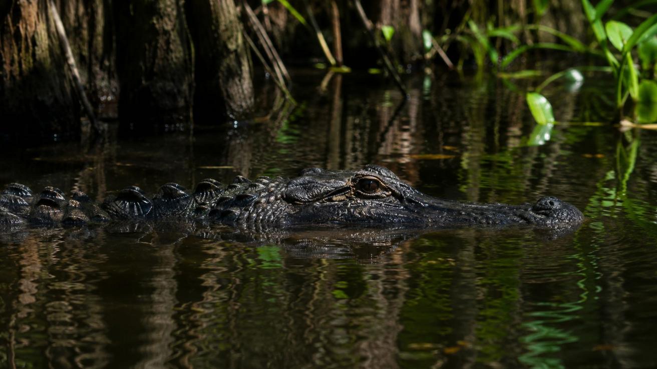 Una mujer muere tras un ataque de caimán mientras nadaba en un río de Florida en Estados Unidos