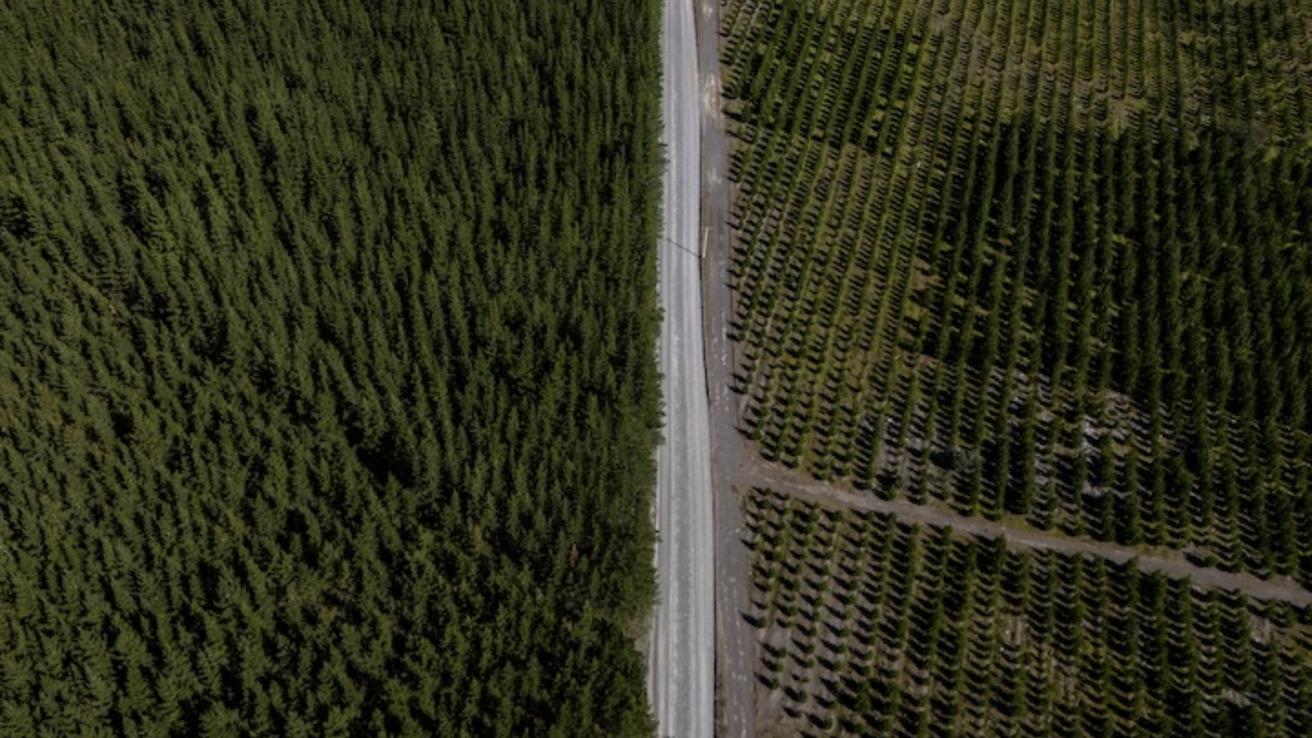 Gobierno trabaja en una nueva Ley de Fomento Forestal
