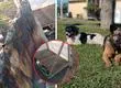 Queman casas de perros comunitarios en Hualpén: Concejal denuncia “ensañamiento” y llama a apoyar a agrupación animalista