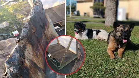 Queman casas de perros comunitarios en Hualpén: Concejal denuncia “ensañamiento” y llama a apoyar a agrupación animalista