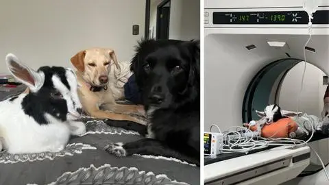 La historia de Linda: la chivita que desafió todos los pronósticos y hoy es una celebridad en Concepción