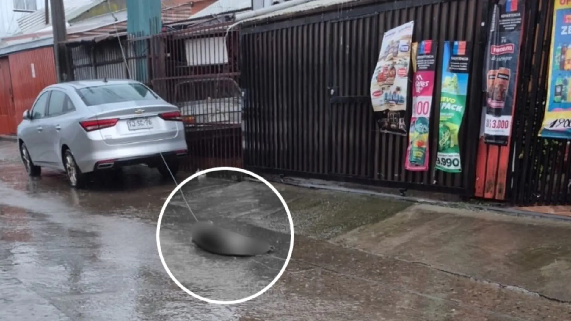 Perro murió electrocutado por cable energizado en Talcahuano tras sistema frontal
