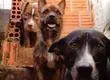 Recuperan cuerpos de ocho perritos que habían sido robados de crematorio en Lampa