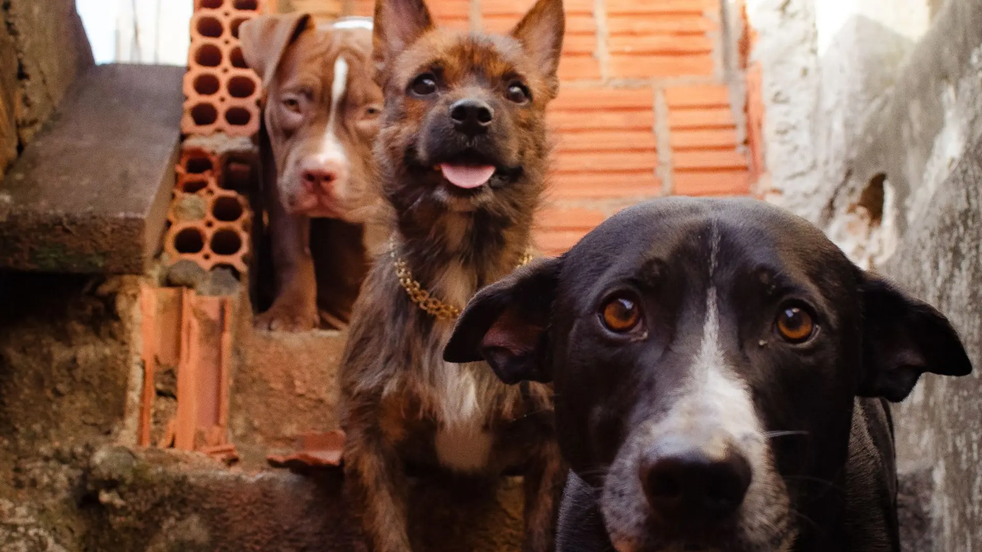 Recuperan cuerpos de ocho perritos que habían sido robados de crematorio en Lampa